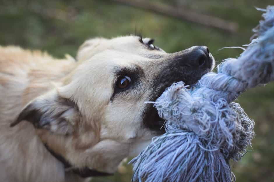 houston dog bite attorney