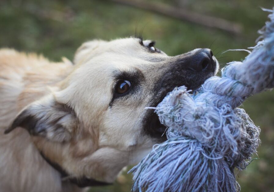 houston dog bite attorney