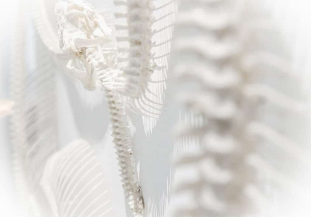 spinal cord injury houston