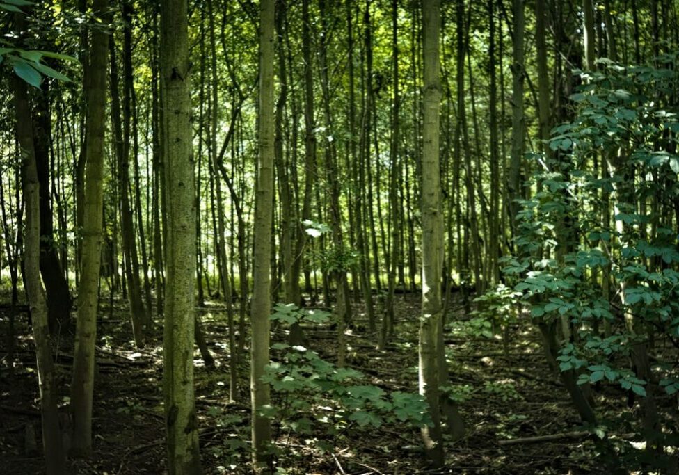 Woodlands legal representation